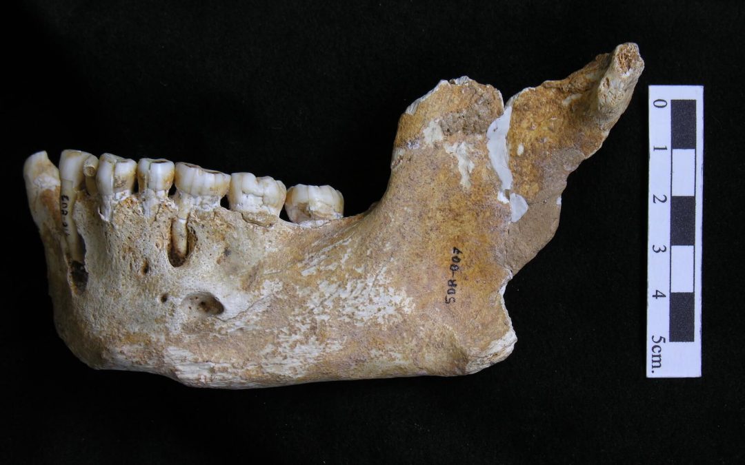 Paleobiología y evolución de los neandertales de El Sidrón