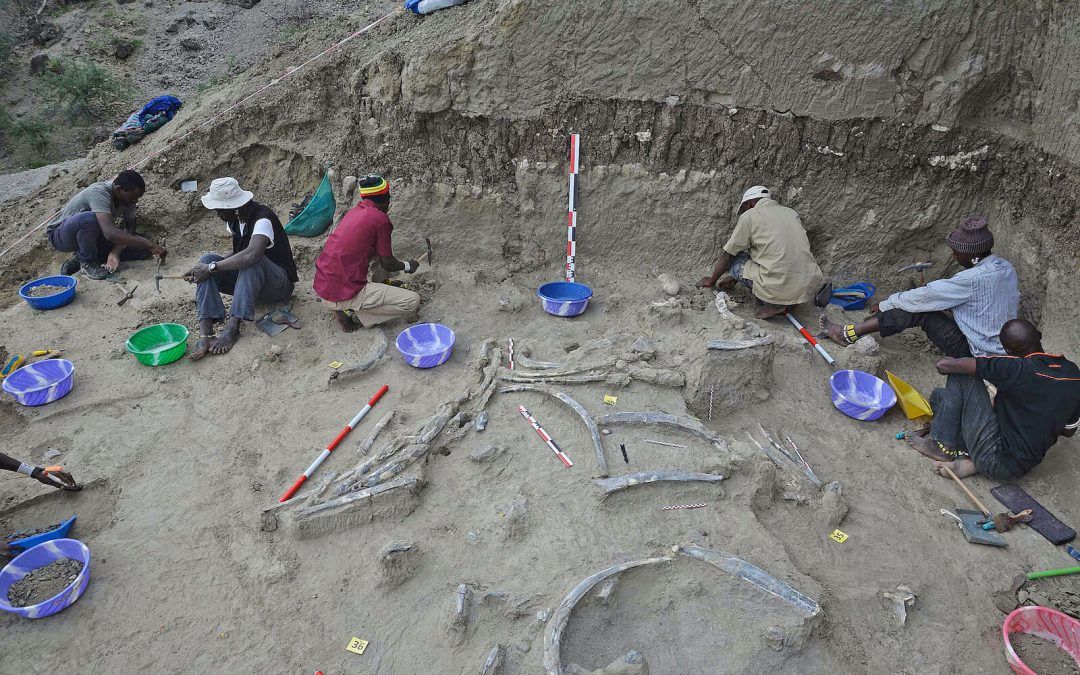 Viviendo entre grandes mamíferos. Homo erectus en Olduvai