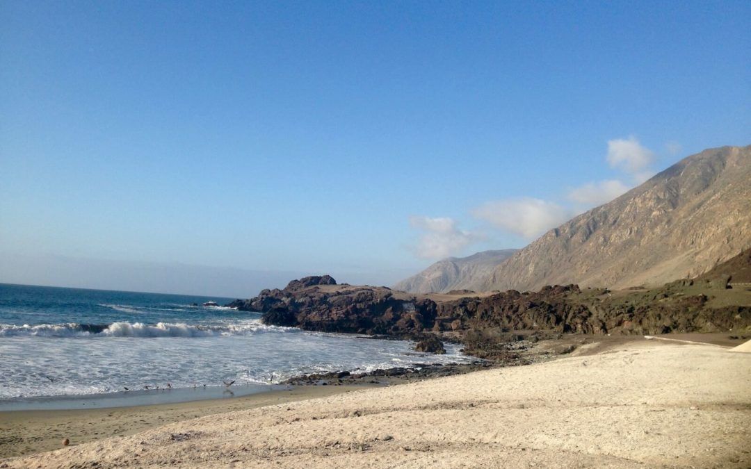 De plantas, cactus y algas. Arqueobotánica en la costa del desierto de Atacama