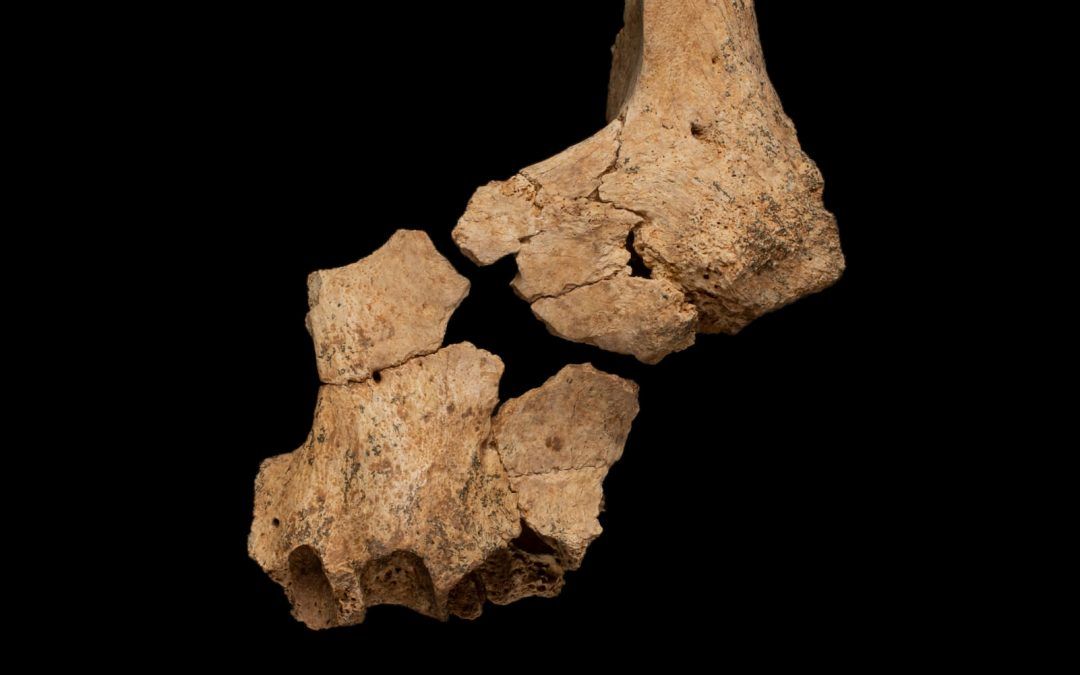 La cara humana más antigua encontrada en Europa está en Atapuerca