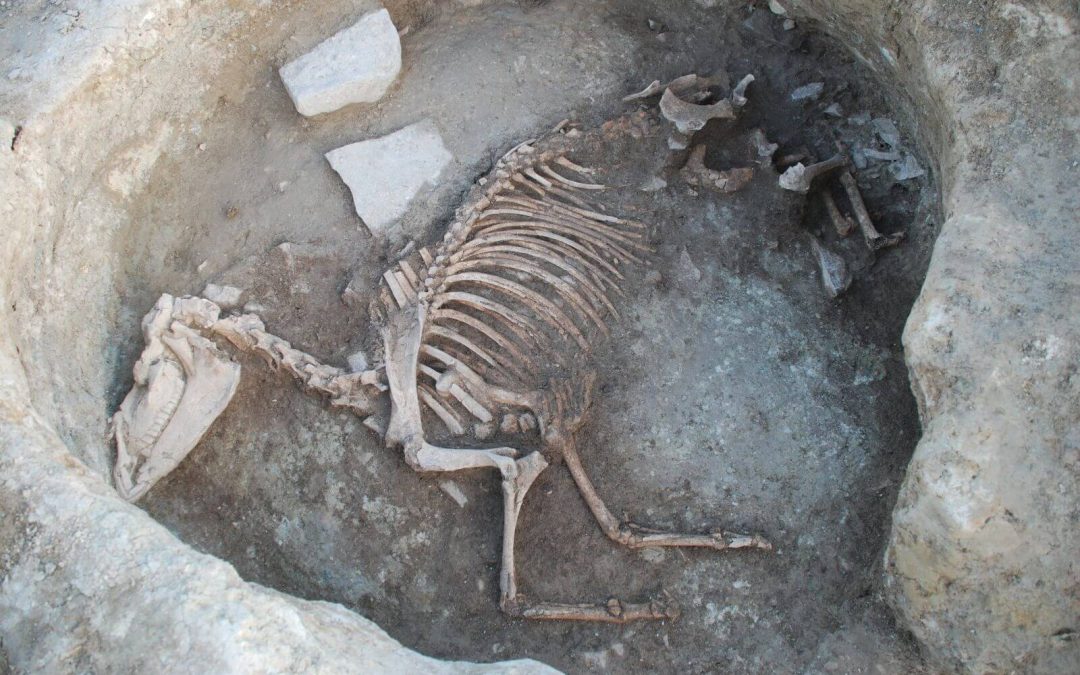 Asnos, mulas y caballos en las sociedades prehistóricas: más allá del prestigio y la guerra