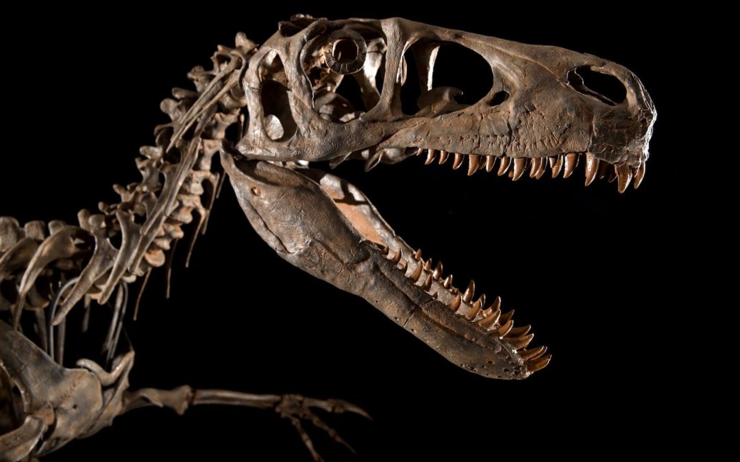 El último grifo. Un dinosaurio en el anfiteatro romano de Cartagena