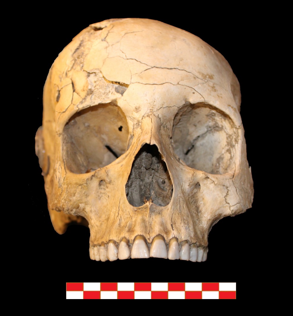 Cráneo de una sepultura de El Argar.