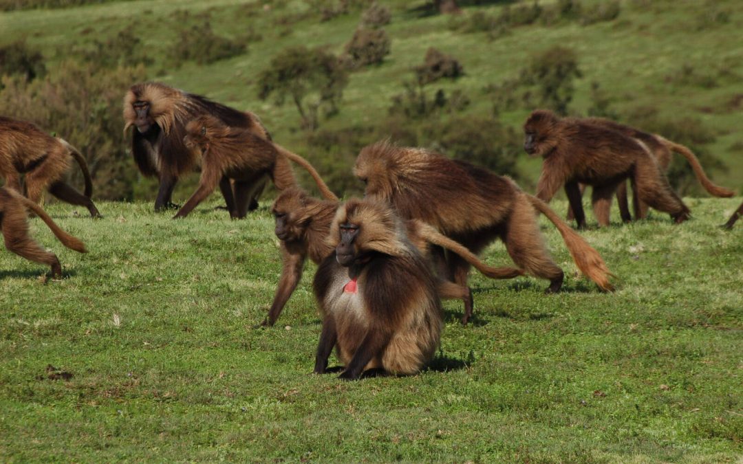 Microtextooth. Un modelo evolutivo para comprender las adaptaciones de primates y homininos a lo largo del Plio-Pleistoceno